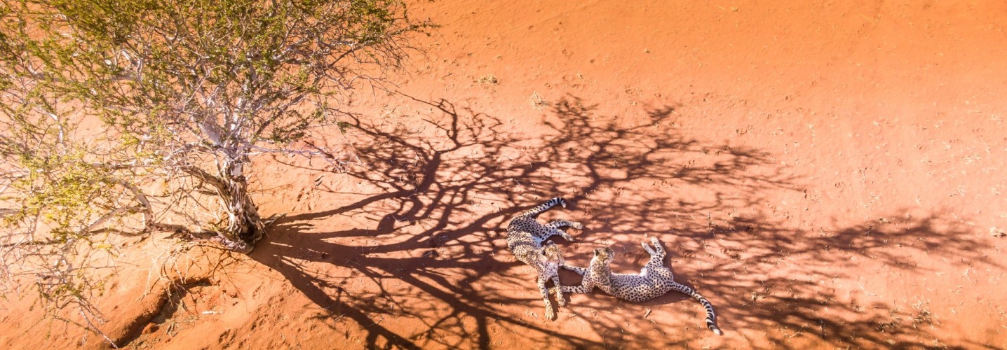 Cheetah in Kalahari Desert